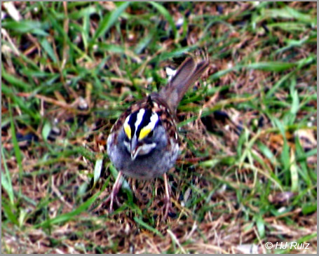 White-Throated Sparrow