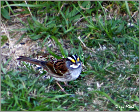 White-Throated Sparrow