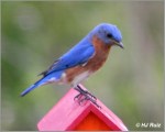 Eastern Bluebird