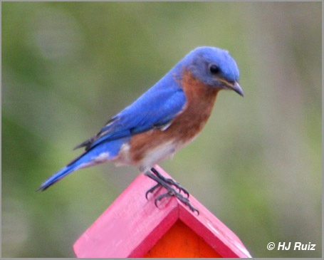 Eastern Bluebird