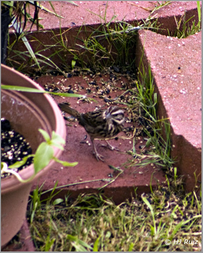 Song Sparrow