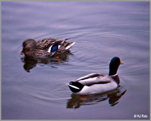 mallard01