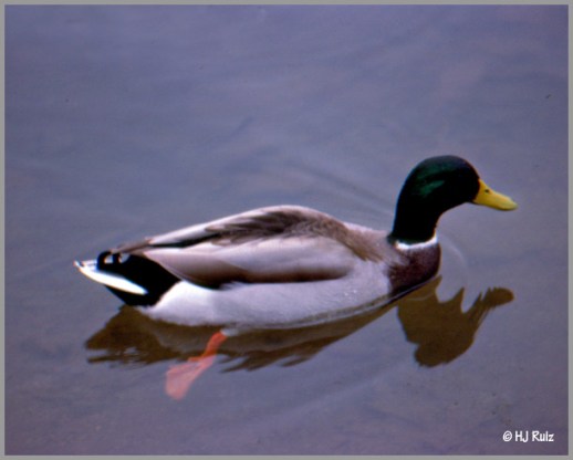 mallard02