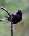Common Grackle