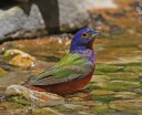 Bathing Painted Bunting