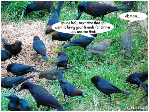 - COMPLETE DISREGARD OF HOME RULES BY JUVENILES -