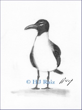 "Laughing Seagull" - Drawing- charcoal on drawing paper-6x8"