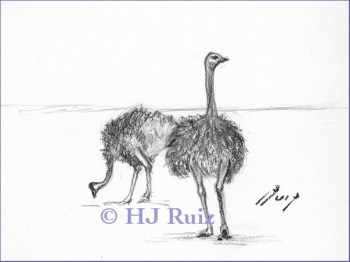 "Ostriches" Sketch- Graphite and charcoal on drawing paper- 6x8"