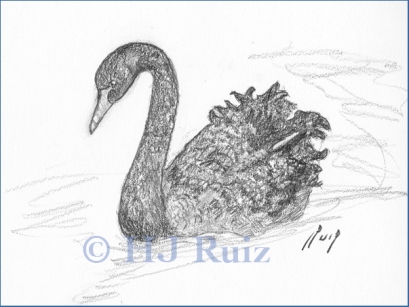"Black Swan" - Drawing - Graphite on drawing paper, 6x8"