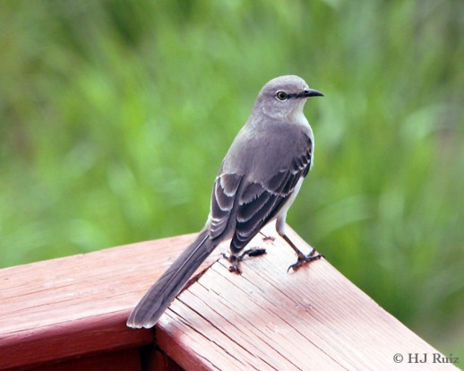 Northern Mockingbird