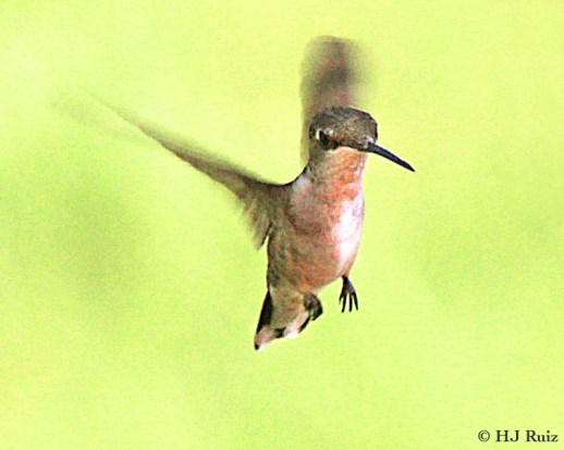 Ruby-throated Hummingbird