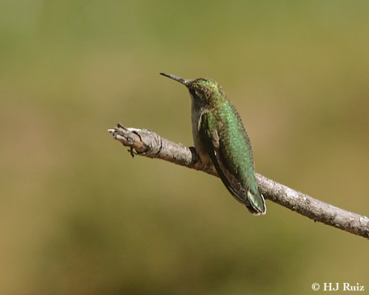 Ruby-throated Hummingbird (F)