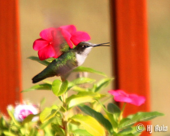 Ruby-throated Hummingbird (M)