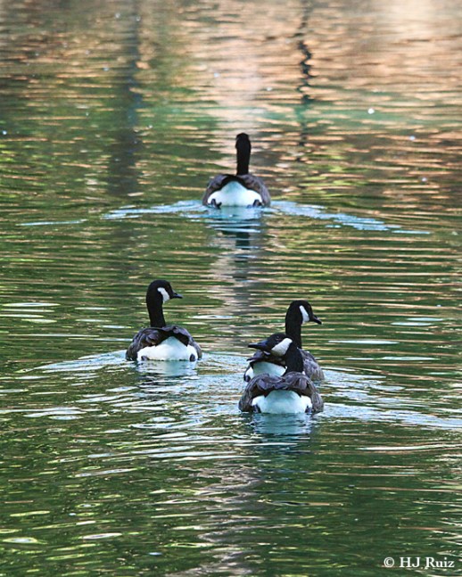Canada Geese
