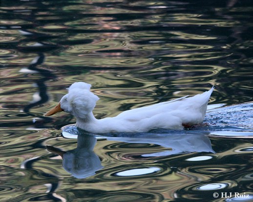 Crested Duck