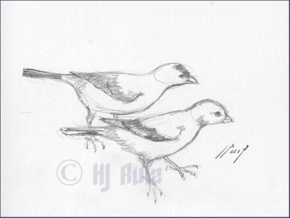 "American Goldfinch" Male & female - Sketch - graphite pencil on drawing paper- 6x8"