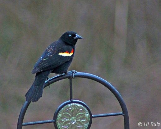 Red-winged Blackbird (M)