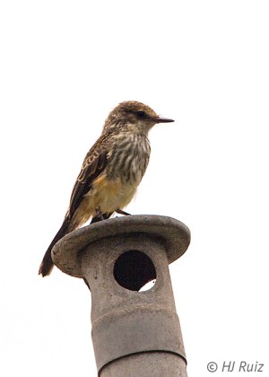 Vermillion Flycatcher (F)