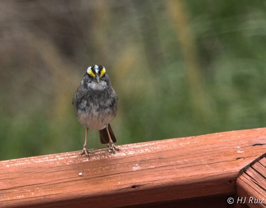 White-throated Sparrow