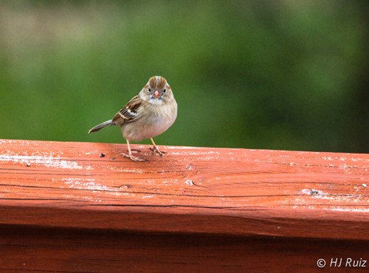 Field Sparrow