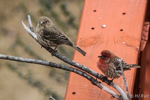 House Finch (F) & (M)