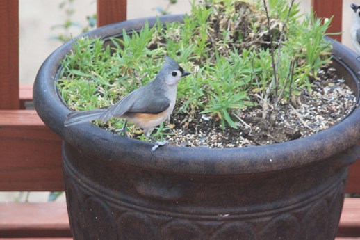 Tufted Titmouse