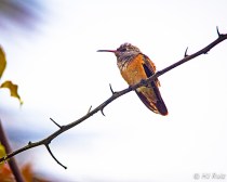 Amazilia Hummingbird