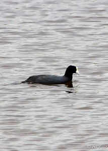 American Coot