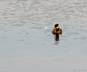 White-tufted Grebe