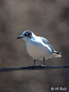 Franklin's Gull