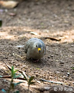 Croaking Ground Dove