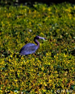 Reddish Egret