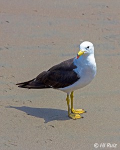 Kelp Gull
