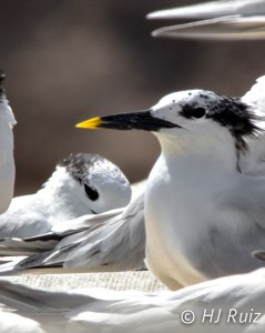 Sandwich Tern
