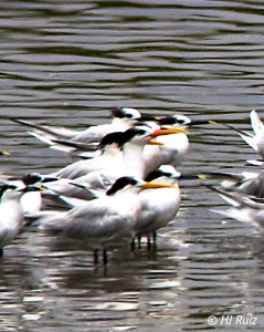 Elegant Tern (Yellow beak)