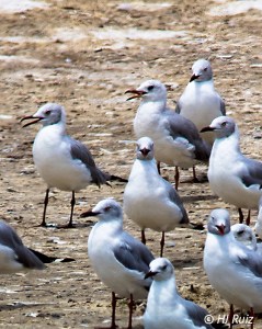 Gray-headed Gull