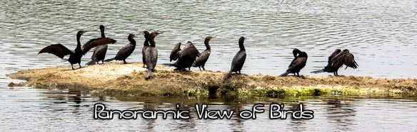 PRESENTING ONE PANORAMIC VIEW OF BIRDS EVERY SUNDAY