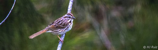 SONG SPARROW