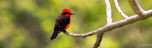 Vermillion Flycatcher (M)