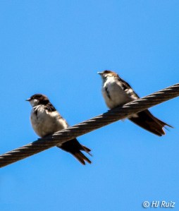 Blue and white Swallow