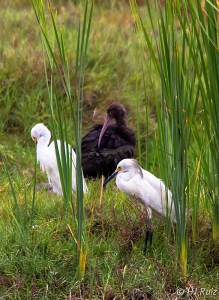 Glossy Ibis
