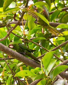 Red-masked Parakeet