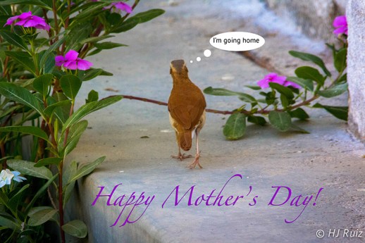 Special greetings from H.J. Ruiz - Avian 101