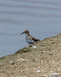Least Sandpiper