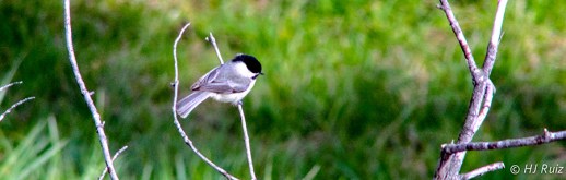 Carolina Chickadee