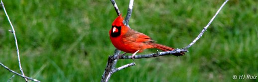 Northern Cardinal (M)