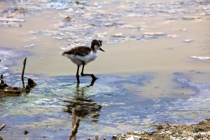 Lost  chick Black-necked Stilt