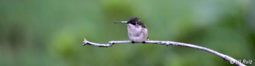 Click to view enlargement