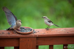 Confronting Mourning Dove for not allowing small birds to eat.
