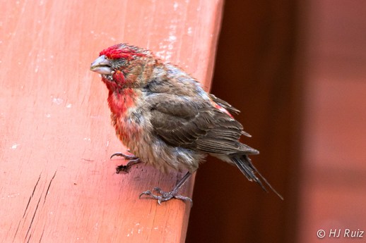 House Finch (M) Blind of one eye